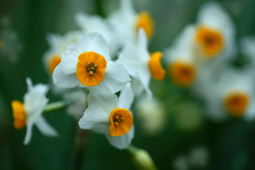 无人,横图,室外,特写,白天,正面,爱情,陶醉,美景,水仙花,阴影,朦胧,模糊,盛开,光线,影子,景观,花蕾,花,花瓣,花朵,鲜花,阳光,自然,花苞,花蕊,景色,自然风光,记忆,金盏银台,玉玲珑,女史花,雅蒜,天蒜,敬意,自恋,黄水仙,喇叭水仙,凌波仙子,水仙,天葱,彩图