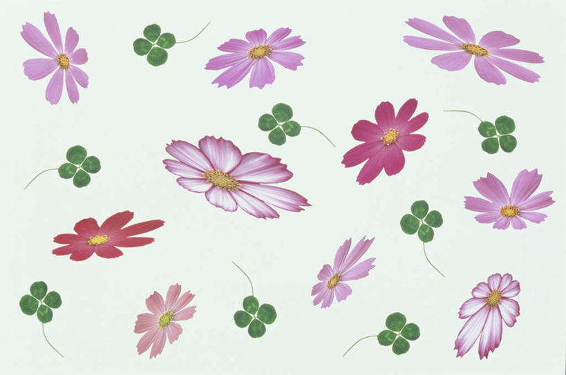 无人,横图,插画,室内,白天,白色背景,正面,自由,幸福,数码,科技,阴影,盛开,网络,波斯菊,四叶草,高光,几何,计算机图形,合成,花蕾,图画,画,幸运草,花,花瓣,花朵,鲜花,花苞,花蕊,清洁,菊花,大波斯菊,吉祥,电脑合成图,数码合成图,合成图,和平,漫画,写实,具体,具象,高洁,秋英,牛角花,统一,格桑花,秋樱,扫帚梅,八瓣梅,初恋,多情,团结,幸运,彩图,时光