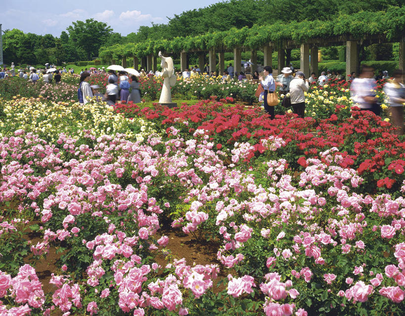 东方人,站,横图,室外,白天,正面,旅游,度假,花海,花圃,美景,植物,叶子,东京,日本,亚洲,阴影,服装,盛开,光线,影子,景观,云,云朵,许多人,花蕾,云彩,休闲装,黄种人,娱乐,花,花瓣,花朵,花卉,鲜花,衣服,粉色,红色,蓝色,绿色,白云,蓝天,天空,阳光,自然,花丛,花束,花田,天,花苞,花蕊,站着,一群人,享受,休闲,休闲服,景色,放松,服饰,晴朗,自然风光,东亚,本州,关东地方,本州岛,日本国,东京都,挡书板,书挡,书夹,书立,男人,男性,年轻男性,年轻女性,女人,女性,亚洲人,晴空,站立,半身,彩图,调布市,多摩地方,多摩地区,多摩地域,三多摩,神代植物公园