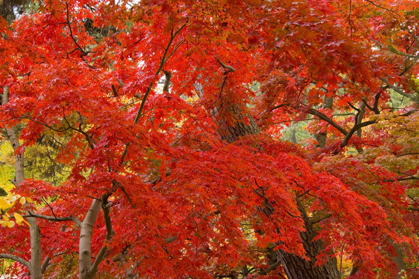 无人,公园,横图,室外,白天,正面,旅游,度假,美景,秋季,植物,枫树,叶子,日本,亚洲,景观,枫叶,枯叶,落叶,枝条,娱乐,树,树木,树枝,黄色,红色,绿色,自然,享受,休闲,景色,放松,生长,成长,枫树叶,自然风光,东亚,本州,本州岛,日本国,青森,青森县,东北地方,槭树,鸡爪槭,弘前,弘前市,虬枝,枝杈,叶,叶片,秋,秋天,鸡爪枫,彩图,青森弘前公园