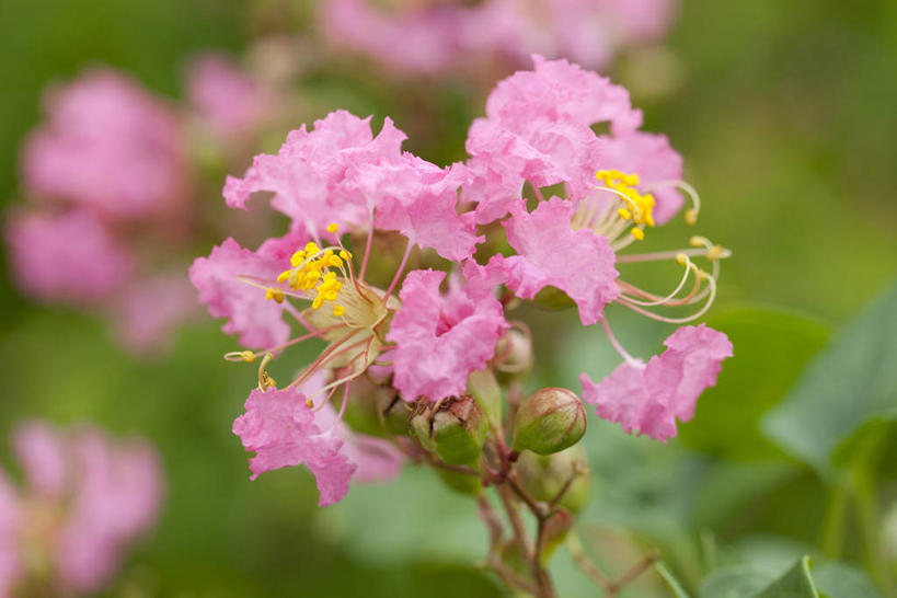 无人,横图,室外,特写,白天,正面,爱情,美景,叶子,朦胧,模糊,盛开,景观,绿叶,花蕾,花,花瓣,花朵,鲜花,粉色,自然,花苞,花蕊,嫩叶,景色,沉迷,自然风光,紫薇,痒痒树,好运,叶,叶片,五里香,怕痒花,满堂红,百日红,彩图