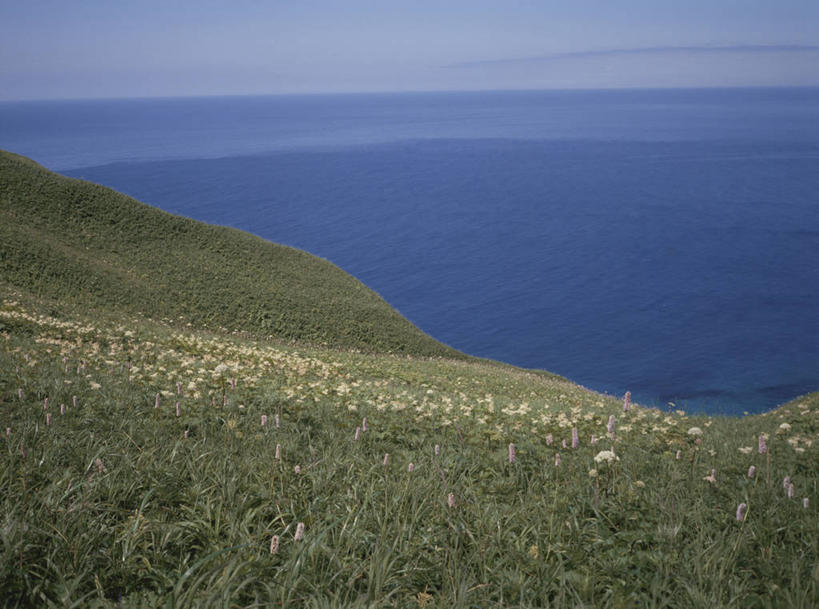 无人,横图,俯视,室外,白天,旅游,度假,草地,草坪,海浪,海洋,花海,花圃,美景,沙滩,植物,叶子,北海道,日本,亚洲,阴影,盛开,光线,沙子,影子,海岸,景观,浪花,水平线,云,云朵,辽阔,海平线,沙地,花蕾,云彩,娱乐,草,花,花瓣,花朵,花卉,鲜花,蓝色,绿色,白云,蓝天,天空,阳光,自然,海水,花丛,花束,花田,天,花苞,花蕊,享受,休闲,广阔,景色,放松,晴朗,一望无际,自然风光,海景,东亚,日本国,北海道地方,北海道岛,无边无际,一马平川,大海,风浪,海,海水的波动,海滩,近岸浪,涌浪,晴空,彩图,高角度拍摄,振兴局,礼文岛,礼文郡,礼文町,宗谷综合振兴局,水天相接,水天一线