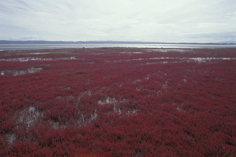 无人,横图,室外,白天,正面,旅游,度假,海浪,海洋,美景,植物,北海道,日本,亚洲,景观,浪花,水平线,辽阔,海平线,娱乐,红色,绿色,天空,自然,海水,天,享受,休闲,广阔,景色,放松,生长,成长,一望无际,自然风光,海景,东亚,日本国,北海道地方,北海道岛,无边无际,一马平川,大海,风浪,海,海水的波动,近岸浪,涌浪,彩图,鄂霍次克综合振兴局,水天相接,水天一线,道东,网走,网走市,网走支厅