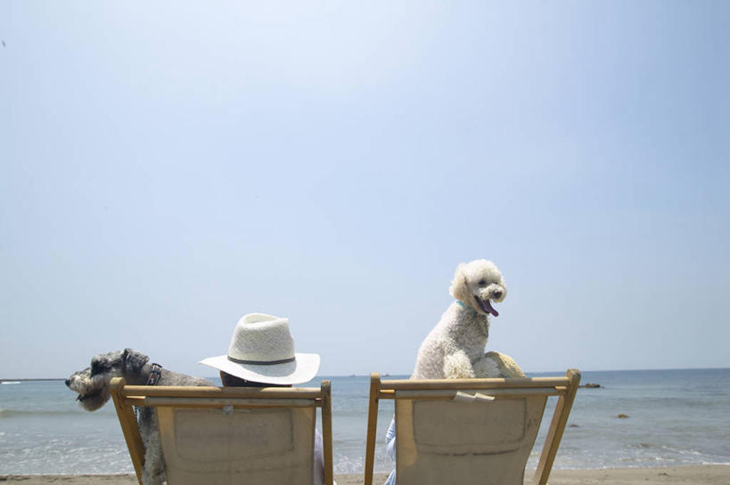 东方人,两个人,家庭,夫妻,躺,横图,室外,白天,爱情,海浪,海洋,沙滩,宠物,狗,帽子,椅子,亚洲,阴影,光线,沙子,影子,躺椅,海岸,浪花,梗犬,雪纳瑞,沙地,浪漫,迷你雪纳瑞,黄种人,贵宾犬,背面,蓝色,蓝天,天空,阳光,海水,动物,遮阳帽,天,两只,温暖,温馨,一家人,恩爱,可爱,恋人,晴朗,沙滩椅,和睦,贵妇犬,雪纳瑞犬,海景,髯犬,忠诚,万里无云,玩具贵宾犬,雪纳瑞狗,卧着,男人,男性,年轻男性,年轻女性,女人,女性,亚洲人,年轻人,夫妇,情侣,大海,风浪,海,海水的波动,海滩,近岸浪,涌浪,晴空,晴空万里,犬,躺着,卧,半身,彩图,伴侣,融洽