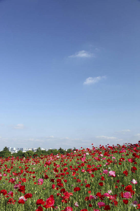 无人,竖图,室外,白天,正面,草地,草坪,花海,花圃,美景,植物,罂粟,叶子,阴影,盛开,光线,影子,景观,云,云朵,花蕾,云彩,虞美人,草,花,花瓣,花朵,花卉,鲜花,蓝色,绿色,白云,蓝天,天空,阳光,自然,花丛,花束,花田,天,花苞,花蕊,景色,晴朗,安慰,自然风光,丽春花,赛牡丹,生离,顺从,死别,慰问,晴空,罂粟花,米囊花,彩图,仙女蒿,虞美人草