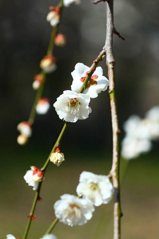 无人,竖图,室外,特写,白天,正面,美景,植物,阴影,朦胧,模糊,盛开,光线,影子,景观,梅花,枝条,花蕾,花,花瓣,花朵,鲜花,树,树木,树枝,绿色,白色,阳光,自然,花苞,花蕊,景色,生长,成长,高雅,坚强,自然风光,虬枝,枝杈,春梅,梅,彩图,白梅花,绿萼梅,绿梅,绿梅花