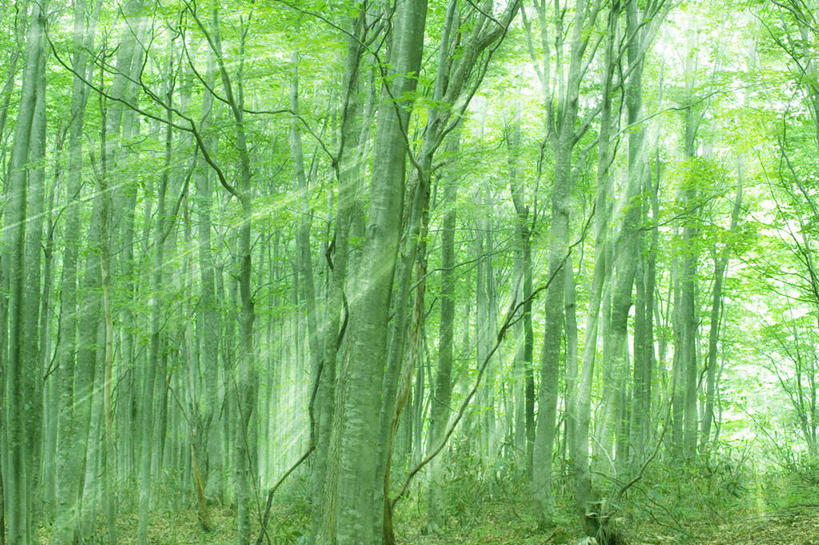 无人,横图,室外,白天,正面,旅游,度假,美景,森林,树林,植物,叶子,日本,亚洲,阴影,梦幻,发光,光束,光线,影子,景观,绿叶,枝条,光亮,娱乐,树,树木,树枝,绿色,阳光,自然,享受,休闲,嫩叶,景色,放松,生长,成长,未来,发亮,自然风光,东亚,憧憬,山毛榉,本州,本州岛,日本国,岩手,岩手县,东北地方,麻栎金刚,山毛榉树,八幡平市,虬枝,枝杈,叶,叶片,彩图