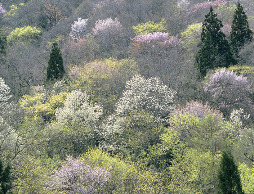 无人,横图,俯视,室外,白天,旅游,度假,美景,树林,植物,长野县,日本,亚洲,阴影,盛开,光线,影子,景观,花蕾,娱乐,花,花瓣,花朵,鲜花,树,树木,粉色,绿色,阳光,自然,花苞,花蕊,享受,休闲,景色,放松,生长,成长,自然风光,东亚,本州,本州岛,日本国,中部地方,长野,北安,北安昙郡,彩图,高角度拍摄,白马村