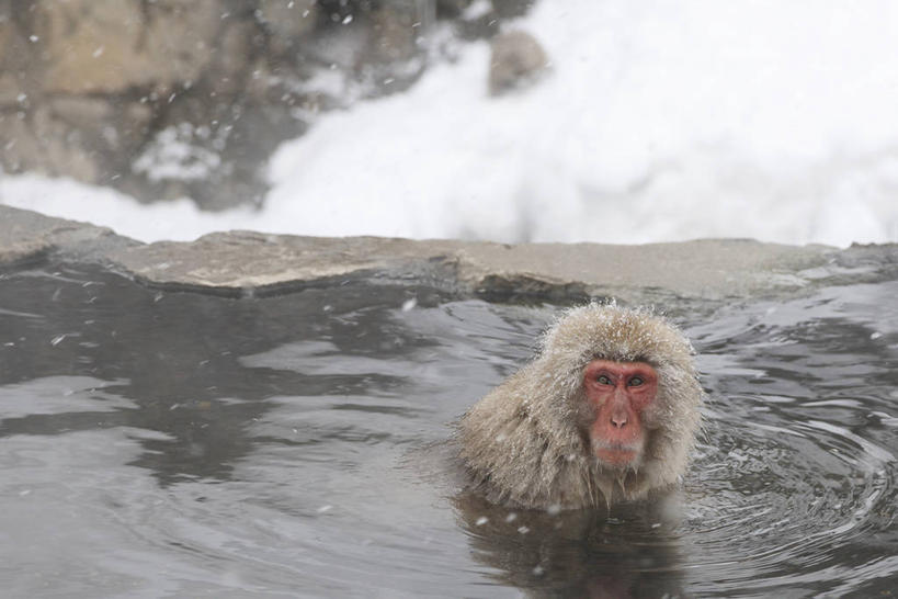 无人,站,横图,室外,白天,正面,石头,美景,水,温泉,雪,雾,大雪,哺乳动物,猴,野生动物,猴子,长野县,日本,沸腾,朦胧,模糊,蒸汽,石子,液体,积雪,景观,水滴,雪景,冬季,冬天,水蒸气,雾气,注视,一只,自然,动物,观察,看,站着,温暖,景色,寒冷,可爱,泉水,活泼,温和,观看,气体,察看,关注,自然风光,猕猴,日本猕猴,本州,本州岛,日本国,中部地方,长野,蒸发,严寒,地热,石块,岩石,站立,半身,彩图,地狱谷,地狱谷温泉
