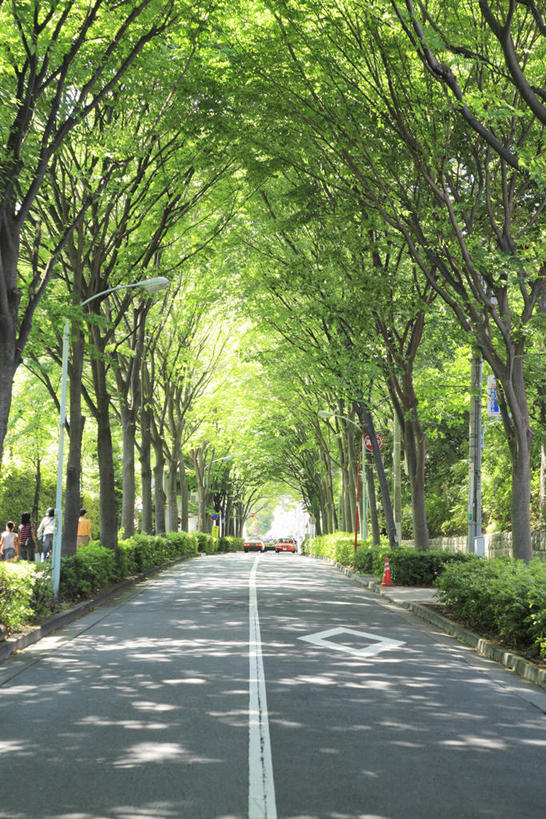 图,室外,白天,正面,消失点,旅游,度假,草地,草坪,美景,树林,植物,道路