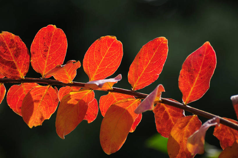 无人,横图,室外,特写,白天,正面,爱情,美景,秋季,叶子,阴影,朦胧,模糊,光线,影子,景观,枯叶,落叶,枝条,树枝,阳光,自然,景色,沉迷,自然风光,虬枝,枝杈,紫薇,痒痒树,好运,叶,叶片,秋,秋天,五里香,怕痒花,满堂红,百日红,彩图