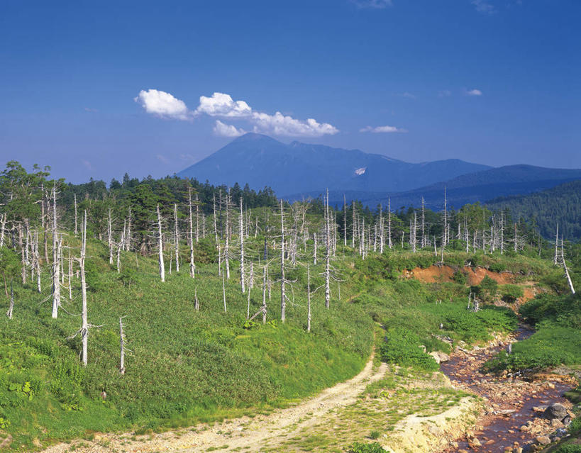无人,横图,室外,白天,正面,旅游,度假,草地,草坪,美景,森林,山,山脉,树林,植物,道路,路,日本,亚洲,阴影,光线,影子,景观,山峰,云,云朵,小路,交通,山峦,云彩,娱乐,草,树,树木,蓝色,绿色,白云,蓝天,天空,阳光,自然,群山,天,享受,休闲,景色,放松,乡间小路,生长,晴朗,成长,自然风光,东亚,本州,本州岛,日本国,岩手,岩手县,东北地方,八幡平市,晴空,彩图