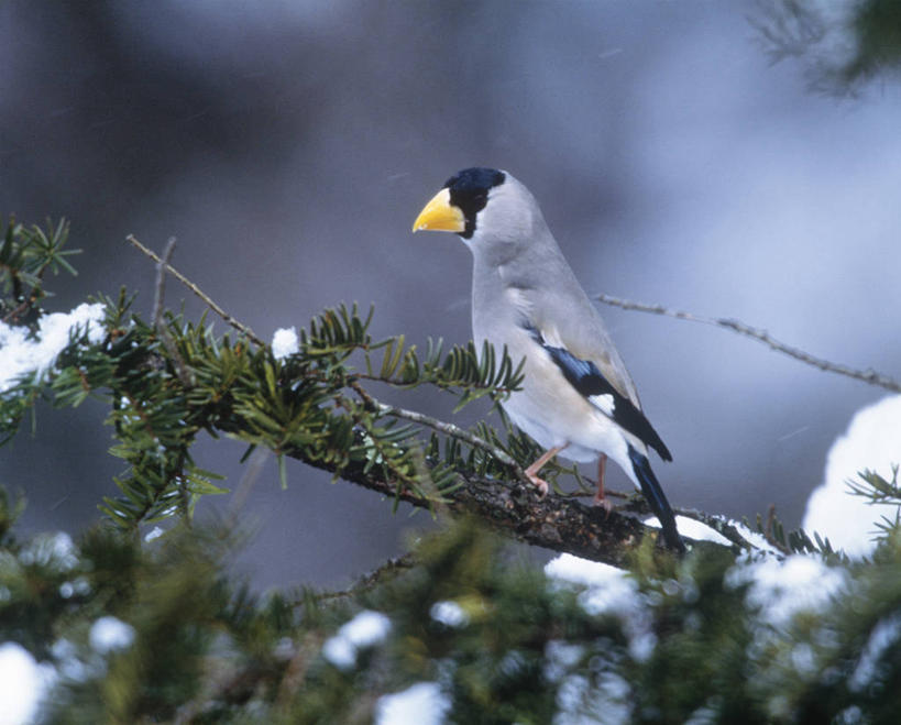 无人,站,横图,室外,白天,侧面,美景,雪,植物,大雪,鸟,朦胧,模糊,鸟类,积雪,景观,雪景,冬季,冬天,枝条,注视,树,树木,树枝,一只,绿色,自然,观察,看,站着,景色,寒冷,生长,成长,观看,察看,关注,自然风光,严寒,蜡嘴雀,铁嘴蜡子,锡嘴雀,虬枝,枝杈,黑头蜡嘴雀,站立,彩图,全身