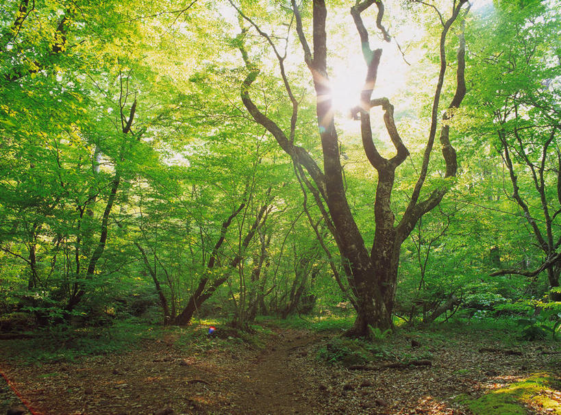 无人,竖图,室外,白天,正面,旅游,度假,美景,森林,树林,植物,静冈县,日本,亚洲,阴影,光线,影子,景观,娱乐,树,树木,绿色,阳光,自然,享受,休闲,景色,放松,生长,成长,自然风光,东亚,本州,本州岛,日本国,中部地方,静冈,彩图