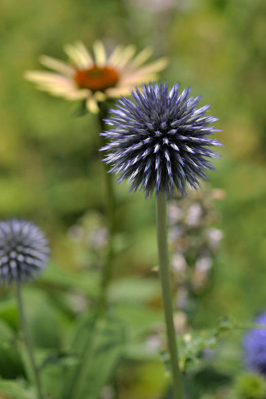 无人,竖图,室外,特写,白天,正面,美景,植物,叶子,朦胧,模糊,盛开,景观,绿叶,草药,药草,花蕾,中药,花,花瓣,花朵,鲜花,自然,花苞,花蕊,嫩叶,蓟,菊花,景色,自然风光,药材,中草药,中药材,本草,大蓟,刺蓟,山萝卜,蓝刺头,叶,叶片,彩图,驴欺口