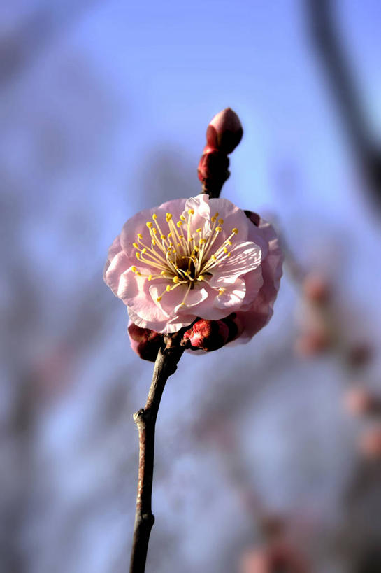 无人,竖图,室外,特写,白天,正面,美景,阴影,朦胧,模糊,盛开,光线,影子,景观,枝条,花蕾,花,花瓣,花朵,鲜花,树枝,粉色,蓝色,蓝天,天空,阳光,自然,天,花苞,花蕊,景色,晴朗,自然风光,万里无云,李花,虬枝,枝杈,晴空,晴空万里,彩图,玉梅