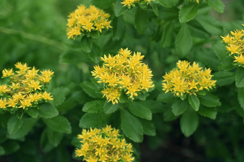 无人,横图,俯视,室外,特写,白天,美景,叶子,朦胧,模糊,盛开,景观,绿叶,花蕾,花,花瓣,花朵,鲜花,黄色,自然,花苞,花蕊,嫩叶,景色,景天,自然风光,叶,叶片,彩图,高角度拍摄,北景天,堪察加景天