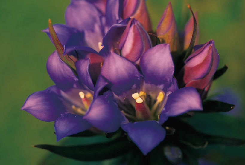 无人,横图,俯视,室外,特写,白天,美景,叶子,阴影,朦胧,模糊,盛开,光线,影子,景观,绿叶,花蕾,花,花瓣,花朵,鲜花,紫色,阳光,自然,花苞,花蕊,嫩叶,景色,龙胆,龙胆花,自然风光,叶,叶片,彩图,高角度拍摄,地胆头,苦地胆,三花龙胆