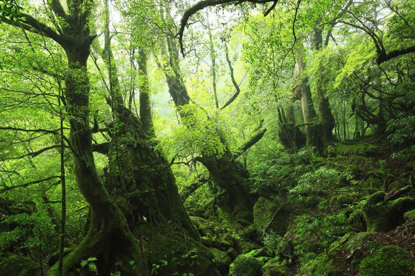 无人,横图,室外,白天,正面,旅游,度假,美景,森林,树林,植物,鹿儿岛,日本,亚洲,景观,青苔,苔藓,娱乐,树,树木,绿色,自然,享受,休闲,景色,放松,生长,成长,自然风光,东亚,日本国,九州本岛,九州,九州岛,九州地方,鹿儿岛县,屋久岛,彩图