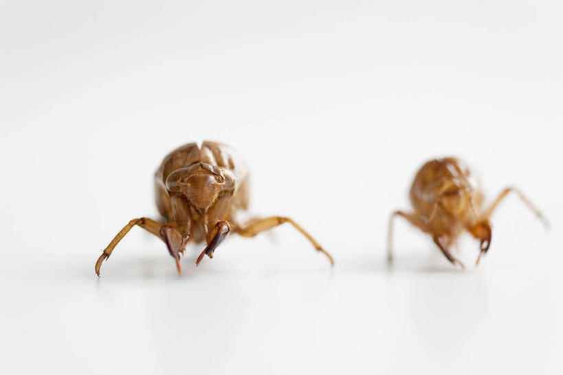 无人,横图,室内,特写,白天,白色背景,正面,蝉,阴影,朦胧,模糊,反射,昆虫,影子,动物,趴着,两只,摄影,影棚,害虫,蚱蝉,知了,趴,彩图,全身,影棚拍摄,拍摄