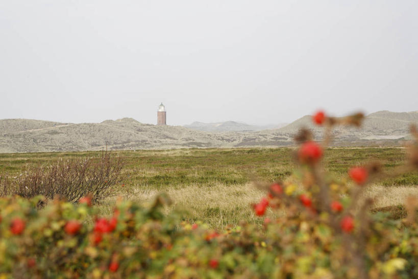 无人,横图,室外,白天,正面,旅游,度假,花海,花圃,美景,山,山脉,植物,叶子,德国,欧洲,阴影,朦胧,模糊,盛开,光线,影子,景观,山峰,山峦,花蕾,娱乐,花,花瓣,花朵,花卉,鲜花,红色,蓝色,绿色,蓝天,天空,阳光,自然,花丛,花束,花田,群山,天,花苞,花蕊,享受,休闲,景色,放松,晴朗,西欧,自然风光,万里无云,德意志联邦共和国,叙尔特岛,晴空,晴空万里,彩图,北弗里西亚群岛,弗里西亚群岛