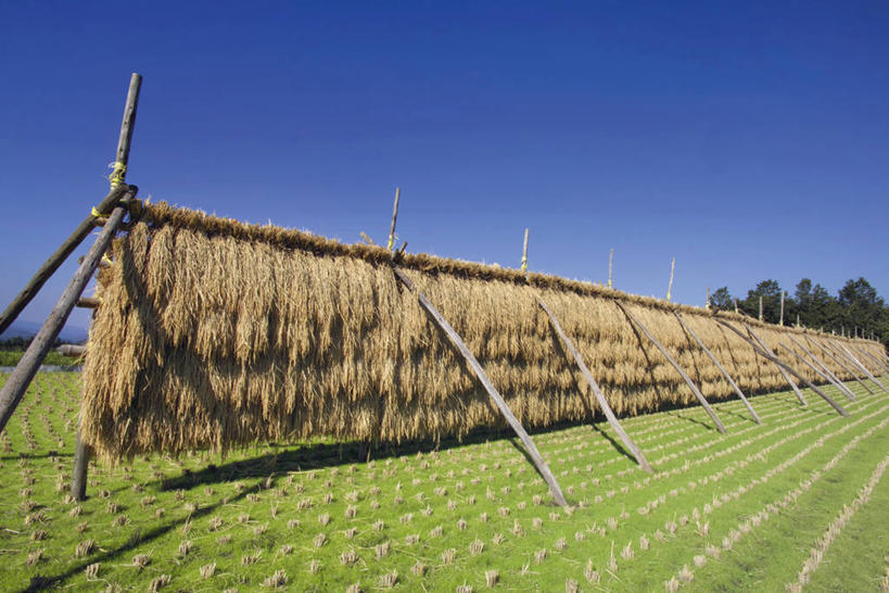 无人,农田,横图,室外,白天,正面,旅游,度假,农业,庄稼,农作物,草地,草坪,美景,植物,日本,亚洲,阴影,丰收,光线,影子,稻田,景观,娱乐,草,树,树木,蓝色,绿色,蓝天,天空,阳光,自然,天,享受,休闲,景色,放松,生长,收获,晴朗,成长,自然风光,东亚,本州,万里无云,本州岛,日本国,中国地方,鸟取,鸟取县,晴空,晴空万里,彩图,耕地,庄稼田,西伯郡,伯耆町