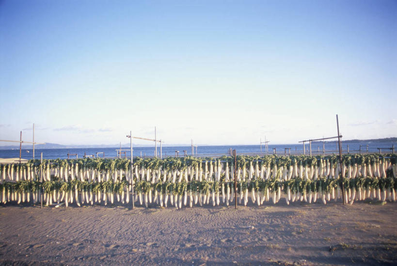 无人,横图,室外,白天,正面,海浪,海洋,美景,沙滩,萝卜,白萝卜,蔬菜,神奈川,日本,亚洲,一排,许多,阴影,新鲜,整齐,并列,并排,光线,沙子,影子,海岸,景观,浪花,食品,沙地,神奈川县,很多,食物,排列,蓝色,蓝天,天空,阳光,自然,海水,天,景色,有机食品,绿色食品,晴朗,队列,自然风光,平行,海景,东亚,本州,万里无云,关东地方,本州岛,日本国,大海,风浪,海,海水的波动,海滩,近岸浪,涌浪,晴空,晴空万里,莱菔,彩图,三浦半岛