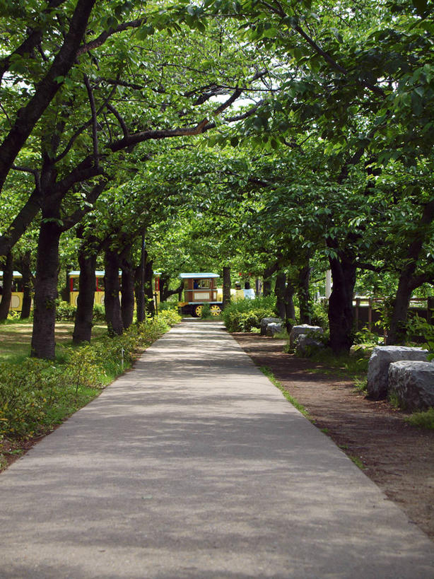 无人,竖图,室外,白天,正面,消失点,草地,草坪,美景,树林,植物,道路,路,阴影,光线,影子,景观,小路,交通,草,树,树木,绿色,阳光,自然,景色,生长,成长,自然风光,彩图,没影点,灭点