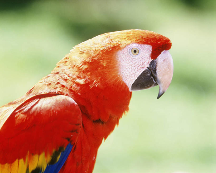 无人,站,横图,室外,特写,白天,侧面,美景,鸟,鹦鹉,静冈县,日本,亚洲,阴影,朦胧,模糊,光线,鸟类,影子,景观,注视,一只,阳光,自然,动物,观察,看,站着,景色,可爱,活泼,观看,察看,金刚鹦鹉,关注,自然风光,东亚,本州,本州岛,日本国,中部地方,静冈,观赏鸟,红额金刚鹦鹉,伊豆半岛,站立,半身,彩图,伊豆市