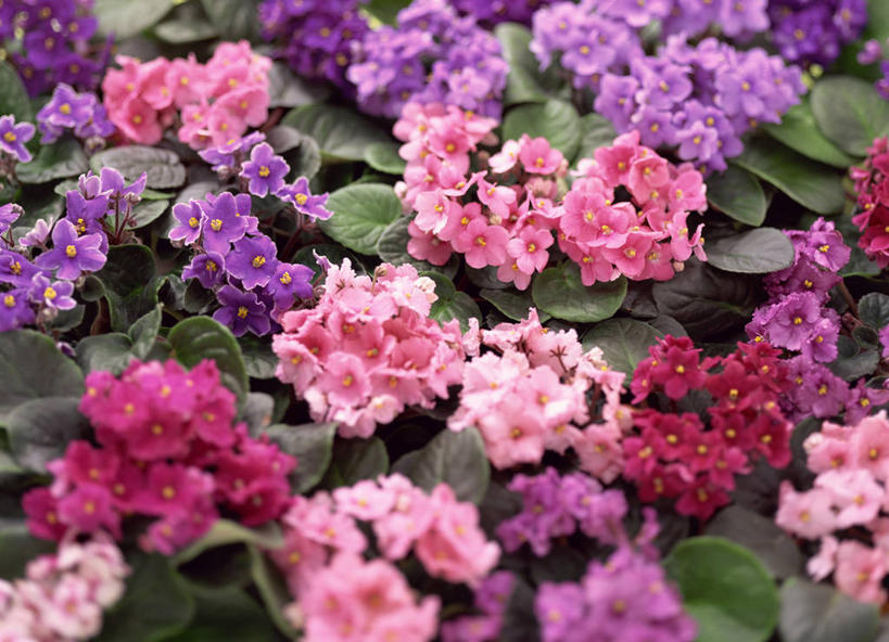 无人,横图,室外,特写,白天,正面,爱情,花海,花圃,美景,植物,紫罗兰,叶子,阴影,盛开,光线,影子,景观,花蕾,花,花瓣,花朵,花卉,鲜花,粉色,绿色,紫色,阳光,自然,花丛,花束,花田,花苞,花蕊,景色,脆弱,非洲紫罗兰,自然风光,永恒,非洲堇,单薄,彩图