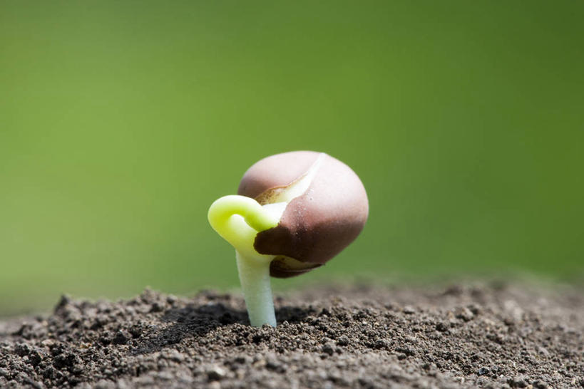 无人,横图,室外,特写,白天,正面,美景,植物,阴影,朦胧,模糊,光线,影子,景观,泥土,土壤,绿色,阳光,自然,景色,生长,成长,芽,自然风光,彩图