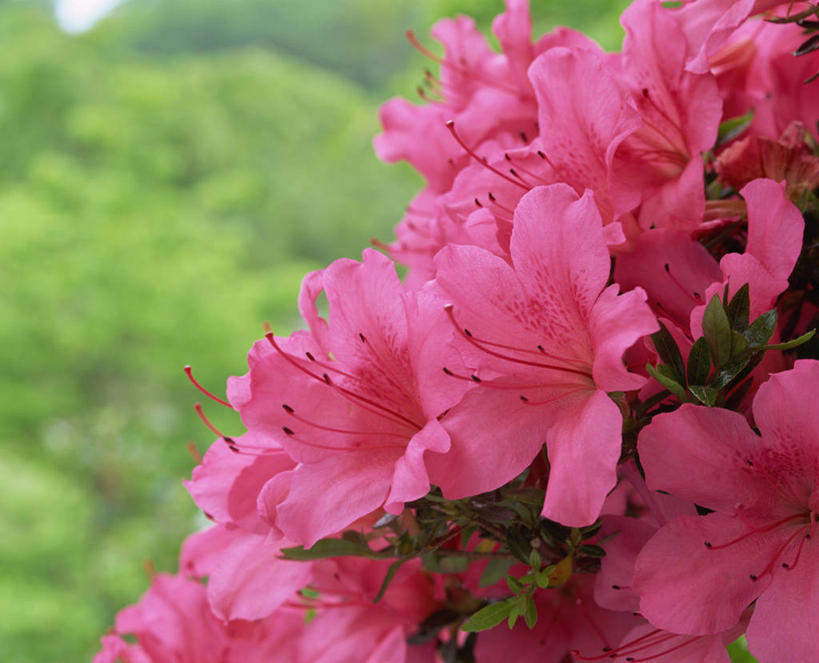 无人,横图,室外,特写,白天,正面,美景,森林,树林,植物,杜鹃花,阴影,朦胧,模糊,盛开,光线,影子,景观,杜鹃,花蕾,花,花瓣,花朵,鲜花,树,树木,粉色,绿色,阳光,自然,花苞,花蕊,景色,生长,成长,喜悦,克制,自然风光,红杜鹃,满山红,清明花,清时,山踯躅,红踯躅,节制,欣喜,山石榴,映山红,彩图