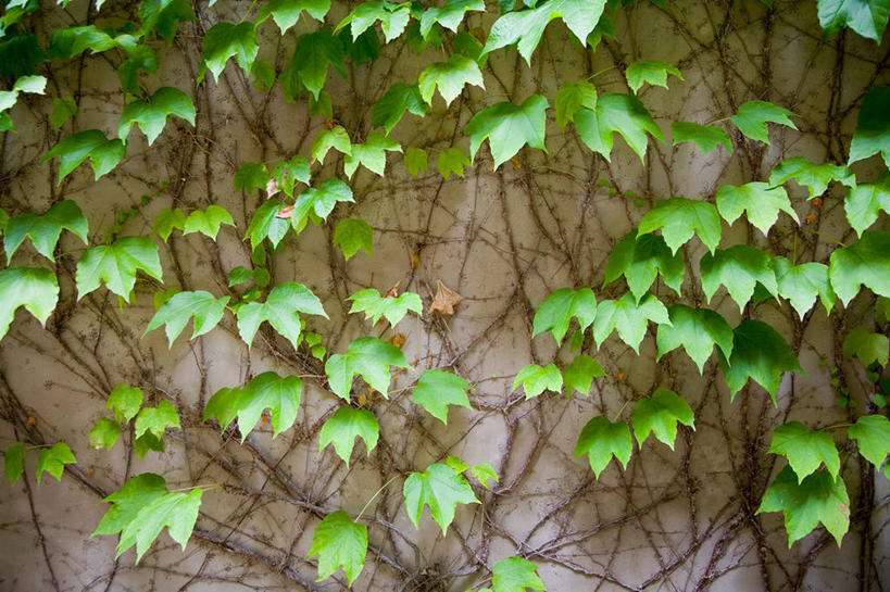 无人,横图,室内,特写,白天,正面,美景,植物,叶子,纹理,墙,景观,长春藤,常春藤,绿叶,墙壁,墙面,绿色,自然,嫩叶,景色,自然风光,肌理,永恒,不朽,忠实,洋常春藤,叶,叶片,叶脉,彩图,常青藤