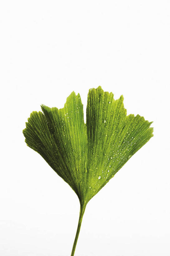 无人,竖图,室内,特写,白天,白色背景,正面,植物,叶子,一片,新鲜,纹路,纹理,草药,药草,中药,树叶,绿色,银杏叶,摄影,影棚,青春,生命,药材,中草药,和平,安详,中药材,本草,肌理,白果叶,冷色,叶片,彩图,影棚拍摄,拍摄