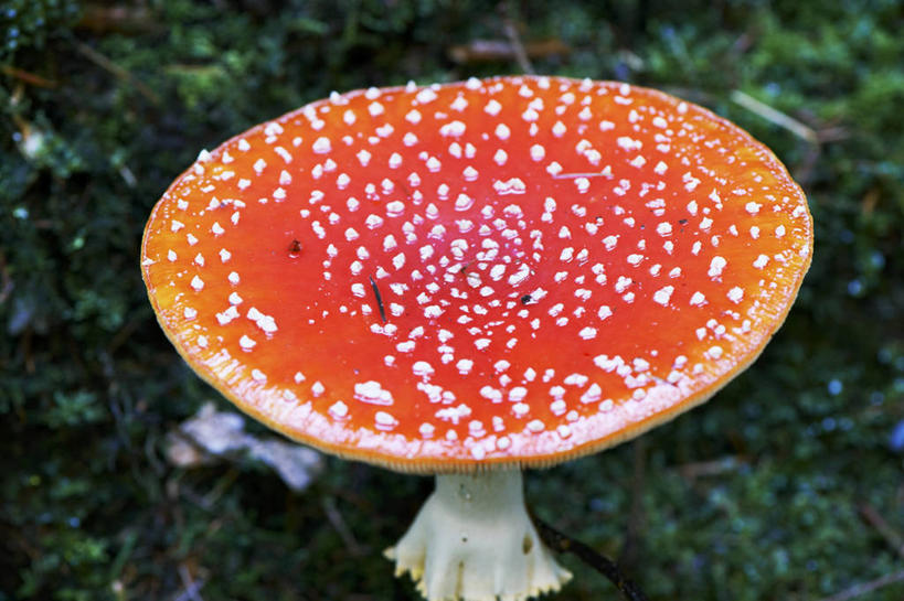 无人,横图,俯视,室外,特写,白天,草地,草坪,美景,植物,朦胧,模糊,圆点,斑点,景观,泥土,土壤,菌菇,菌类,草,一个,绿色,自然,橙色,景色,单个,有毒,自然风光,毒蝇伞,毒蝇鹅膏菌,哈蟆菌,捕蝇菌,毒蝇菌,彩图,高角度拍摄