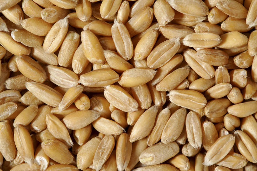 无人,横图,俯视,室内,特写,白天,农作物,小麦,一堆,许多,阴影,堆叠,堆积,反射,影子,谷物,摄影,麦子,影棚,堆,斯佩尔特小麦,彩图,高角度拍摄,影棚拍摄,拍摄