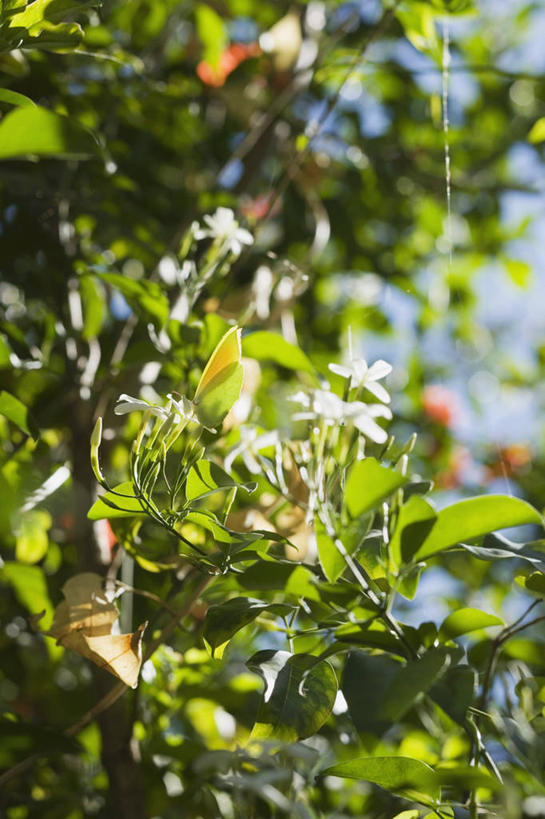 无人,竖图,室外,特写,白天,正面,美景,植物,茉莉花,叶子,阴影,朦胧,模糊,盛开,光线,影子,景观,绿叶,花蕾,花,花瓣,花朵,茉莉,鲜花,树,树木,绿色,阳光,自然,花苞,花蕊,嫩叶,景色,生长,成长,自然风光,莫利花,没丽,没利,末莉,末利,香魂,叶,叶片,彩图,抹厉,木梨花