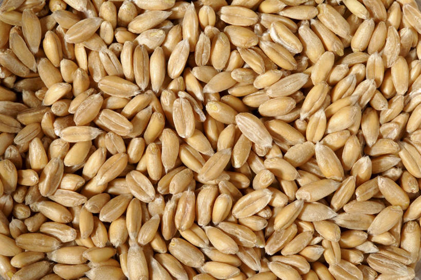 无人,横图,俯视,室内,特写,白天,农作物,小麦,一堆,许多,阴影,堆叠,堆积,反射,影子,谷物,麦子,堆,斯佩尔特小麦,彩图,高角度拍摄