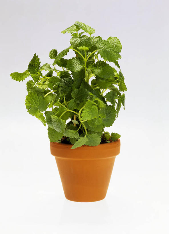 无人,竖图,室内,特写,白天,白色背景,正面,植物,餐桌,桌子,阴影,反射,盆栽,影子,草药,药草,盆景,中药,绿色,自然,摄影,影棚,生长,成长,餐台,药材,中草药,蜜蜂花,中药材,本草,鼻血草,彩图,影棚拍摄,拍摄