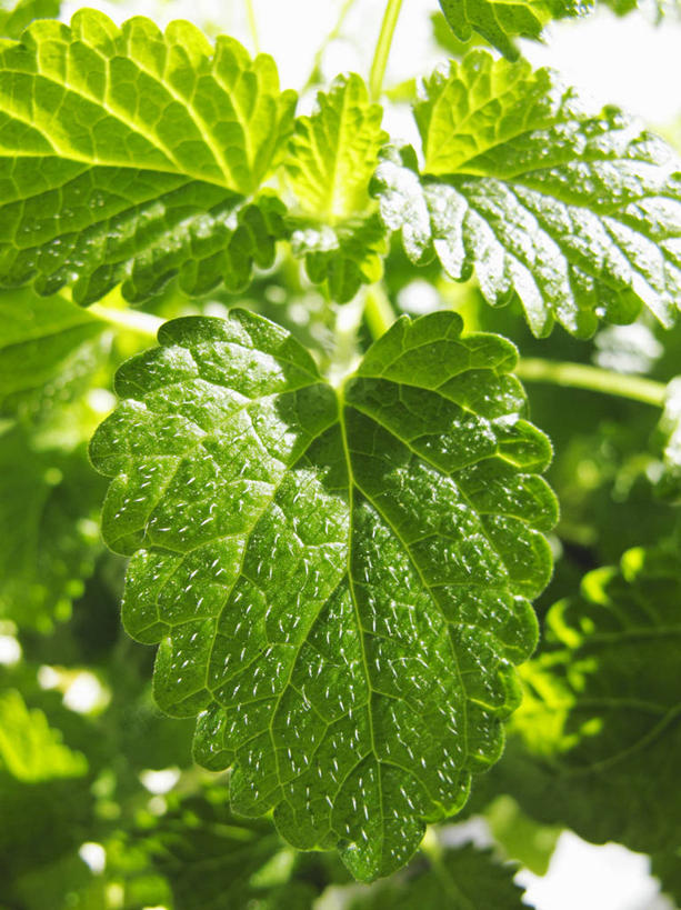 无人,竖图,俯视,室内,特写,白天,植物,桌面,桌子,叶子,阴影,新鲜,反射,木制,纹理,影子,绿叶,草药,药草,中药,绿色,木制品,嫩叶,青春,生命,药材,中草药,和平,安详,蜜蜂花,中药材,本草,肌理,冷色,鼻血草,叶,叶片,叶脉,彩图,高角度拍摄