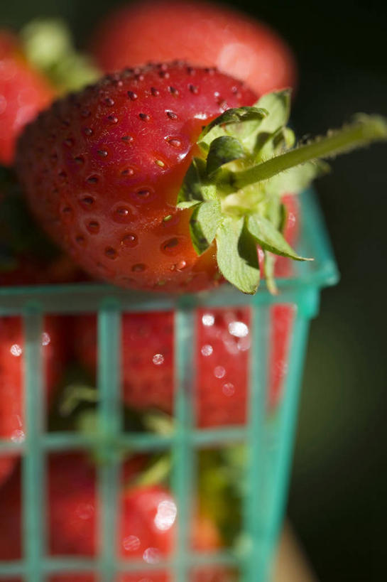 无人,交叉,竖图,俯视,室外,特写,白天,草莓,浆果,水果,一堆,许多,阴影,堆叠,堆积,新鲜,编织,光线,篮子,影子,塑料,生食,食品,果实,很多,食物,一个,红色,阳光,容器,塑料制品,有机食品,绿色食品,单个,储藏,堆,交织,储存,穿插,洋莓,水果皇后,红莓,地莓,彩图,高角度拍摄,贮存