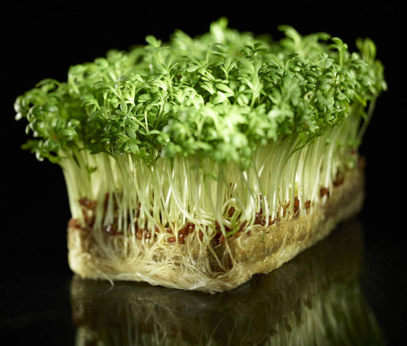 无人,横图,俯视,室内,特写,白天,餐桌,桌子,芹菜,蔬菜,叶子,一排,阴影,黑色背景,新鲜,整齐,反射,影子,食品,绿叶,食物,排列,嫩叶,摄影,有机食品,绿色食品,影棚,餐台,队列,根芹菜,根洋芹,球根塘蒿,叶,叶片,药芹,水芹,旱芹,彩图,高角度拍摄,影棚拍摄,拍摄