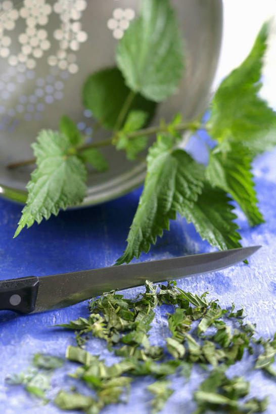 无人,竖图,俯视,室内,特写,白天,植物,餐桌,桌子,叶子,金属制品,一把,阴影,反射,金属,工具,滤器,影子,勺子,绿叶,草药,药草,刀具,中药,一个,刀,嫩叶,单个,餐台,菜刀,药材,中草药,漏勺,中药材,本草,切菜刀,刺荨麻,叶,叶片,彩图,高角度拍摄