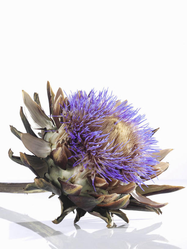 无人,竖图,俯视,室内,特写,白天,白色背景,植物,餐桌,桌子,蔬菜,阴影,新鲜,盛开,反射,影子,朝鲜蓟,食品,草药,药草,花蕾,中药,花,花瓣,花朵,鲜花,食物,一朵,紫色,花苞,花蕊,洋蓟,蓟,摄影,有机食品,绿色食品,影棚,餐台,药材,中草药,中药材,本草,大蓟,刺蓟,山萝卜,彩图,高角度拍摄,影棚拍摄,拍摄,菜蓟,法国百合,球洋蓟,蔬菜之皇,洋百合