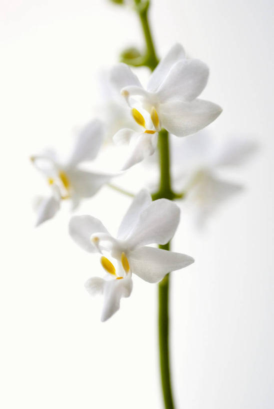 无人,竖图,室内,特写,白天,白色背景,正面,阴影,盛开,反射,影子,花蕾,花,花瓣,花朵,鲜花,白色,花苞,花蕊,摄影,影棚,卫生,高雅,纯真,洁净,光明,淡泊,花中君子,恬静,中间色,朴素,清白,兰花,彩图,影棚拍摄,拍摄