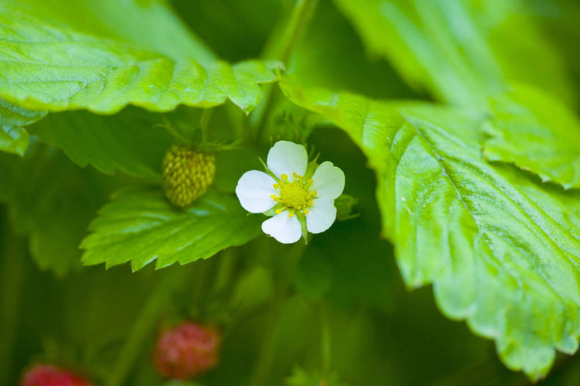 无人,横图,室外,特写,白天,正面,美景,植物,草莓,浆果,水果,叶子,吊挂,悬挂,朦胧,模糊,新鲜,盛开,纹理,景观,生食,食品,果实,绿叶,挂,花蕾,花,花瓣,花朵,鲜花,食物,一朵,红色,绿色,白色,自然,花苞,花蕊,嫩叶,景色,有机食品,绿色食品,自然风光,肌理,勇气,草莓花,甜蜜,叶,叶片,叶脉,洋莓,水果皇后,红莓,地莓,彩图,恋情