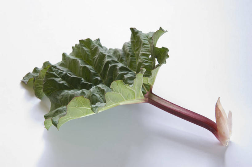 无人,横图,俯视,室内,特写,白天,白色背景,植物,餐桌,桌子,蔬菜,叶子,阴影,新鲜,反射,影子,食品,绿叶,草药,药草,中药,食物,一个,嫩叶,摄影,有机食品,绿色食品,影棚,单个,餐台,药材,中草药,大黄,中药材,本草,川军,蜀大黄,熟大黄,叶,叶片,彩图,高角度拍摄,影棚拍摄,拍摄