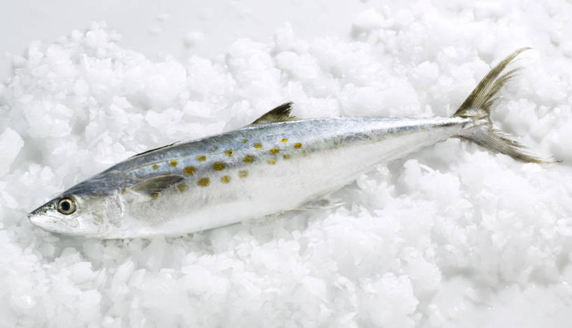 海鲜,无人,横图,俯视,室内,特写,白天,白色背景,一堆,一条,许多,阴影,堆叠,堆积,反射,影子,冰,冰块,鲭鱼,冷冻,水产,海洋生物,寒冷,摄影,影棚,冷藏,堆,花池鱼,花鲱,花鳀,青花鱼,鲐鲅鱼,油胴鱼,冰冷,水生动物,海产品,水生物,海底动物,保鲜,彩图,高角度拍摄,全身,影棚拍摄,拍摄