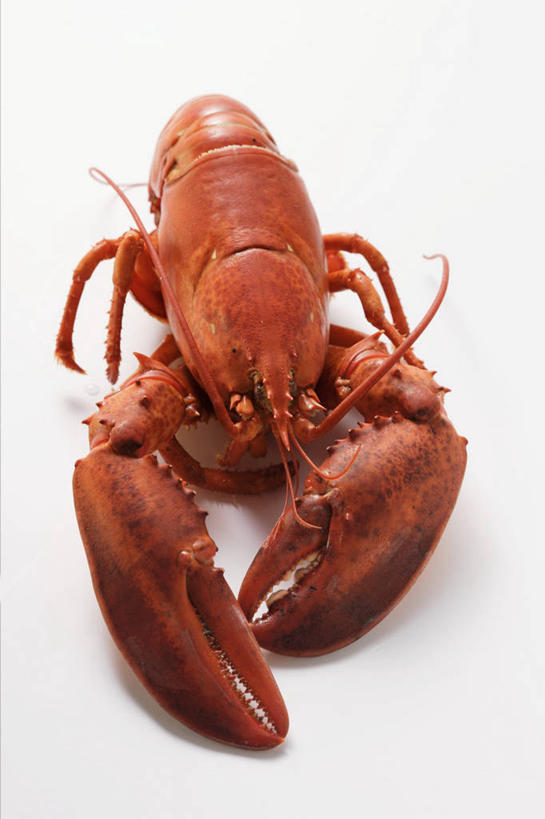 海鲜,龙虾,无人,竖图,俯视,室内,特写,白天,白色背景,餐桌,桌子,阴影,反射,影子,虾,水产,海洋生物,一只,红色,摄影,影棚,餐台,水生动物,海产品,水生物,海底动物,彩图,高角度拍摄,影棚拍摄,拍摄