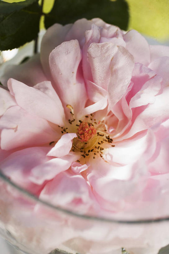 无人,竖图,俯视,室内,特写,白天,爱情,幸福,纯洁,热情,餐桌,桌子,玫瑰,杯子,阴影,朦胧,模糊,盛开,反射,影子,玫瑰花,浪漫,花蕾,玻璃制品,花,花瓣,花朵,鲜花,一个,粉色,水杯,花苞,花蕊,温暖,温馨,恩爱,单个,餐台,和睦,感动,尊敬,天真,刺玫花,徘徊花,玻璃杯,彩图,高角度拍摄,融洽